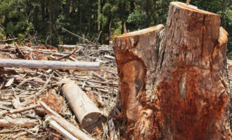 Proprietário rural no Tocantins firmou acordo com o MPTO para recuperar 8,9 hectares de vegetação nativa